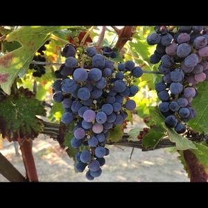 Meet your Posher, Marie